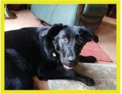 Kara at our last Pupdate!  Hasn't she grown