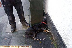 STUCK . . . the dog is wedged behind box STUCK . . . the dog is wedged behind box