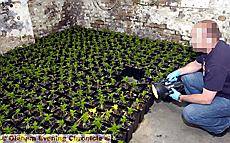 MASSIVE find . . . a detective inspects some of the cannabis plants found in the pub 