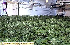 CANNABIS FIND . . . Spinners Tavern 