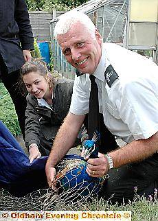 CAUGHT . . . the peacock is netted by Ian Millett and members of the pollution control team 