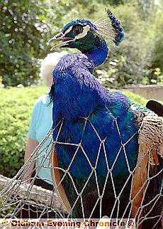 NOISY peacock was disturbing residents 