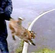 SICKENING attack . . . mobile phone footage of the Oldham youths throwing a cat by its tail
SICKENING attack . . . mobile phone footage of the Oldham youths throwing a cat by its tail