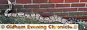 Mystery snake — is it yours? 