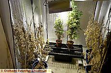 THE cannabis plants and growing equipment hidden in a garage 

