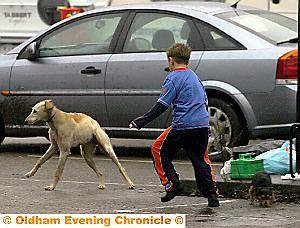 MOVING IN . . . around 20 travellers — and their dogs — have set up camp on the former B&Q car park. Photos: DARREN ROBINSON 