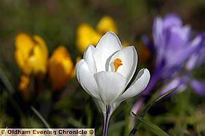 Spring has sprung with crocuses in Alexandra Park.