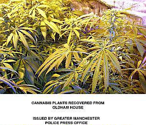 Cannabis plants found at a house in Chadderton
Cannabis plants found at a house in Chadderton