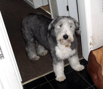 Oscar — broken hearted family want him back 