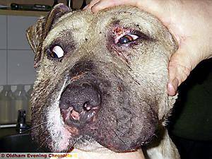 INJURED . . . one of the pit-bull type dogs which suffered bite wounds