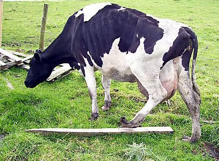 CRUELTY CHARGES . . . Farmer Philip Andrews was prosecuted for not providing adequate footcare for a cow (above) CRUELTY CHARGES . . . Farmer Philip Andrews was prosecuted for not providing adequate footcare for a cow (above)