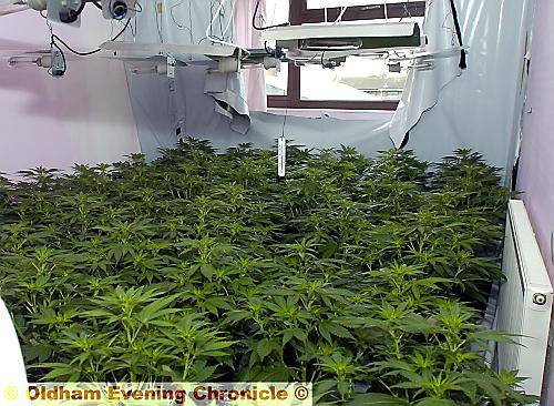 COVERED . . . rooms were crammed full of cannabis plants 