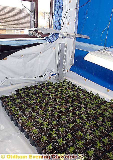 CONSTANT supply . . . fledgling plants had been potted 