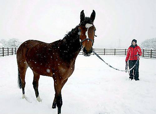 HORSE-OWNER Charmaine Thomas took her three-year-old mare, Kiera, for a romp in the snow. Charmaine (18), stables the horse at Woodhouses, Failsworth. Reader Chris Gleave took the picture. 