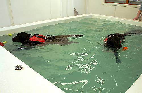 TILLY and Tallulah splashing out to raise funds for less fortunate animals 