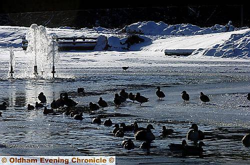 Alexandra Park: water birds gather at the edge of the ice for a daily, if frosty, dip 
