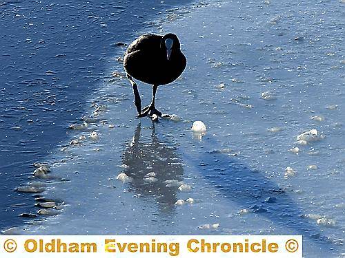TAKING the plunge: a bird at Alexandra Park's boating lake 