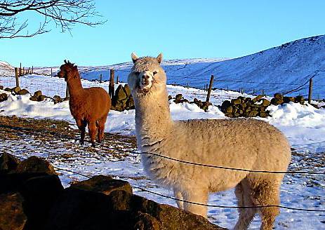 Chilly times call for woolly jumpers: these hardy alpacas, more used to living at altitudes between 11,000-16,000ft in South America, live above Diggle and hardly noticed the weather. They were pictured by Chronicle reader and Mossley runner John Orson as he jogged in Boat Lane. 
