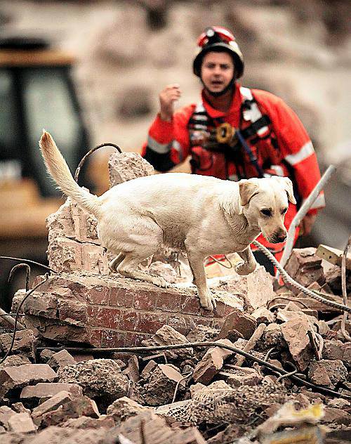 IN quarantine . . . rescue dog Echo, pictured here in training with its handler Mike Dewar 