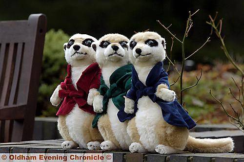 THREE meerkats, three times cuter... 