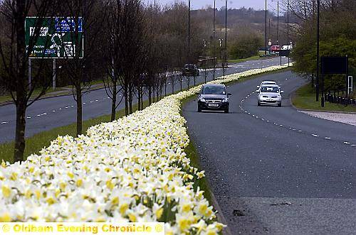 STRIP SHAPE: Daffodils on Chadderton Way 