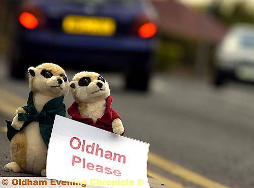 They threw themselves on the goodwill of passers-by. Not easy for a noble meerkat...