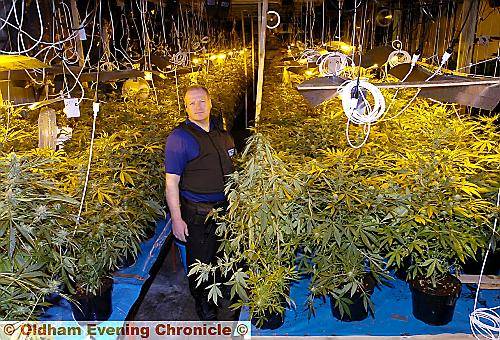 THE sheer scale of the operation . . . PCSO Colin Ryan surrounded by hundreds of cannabis plants 