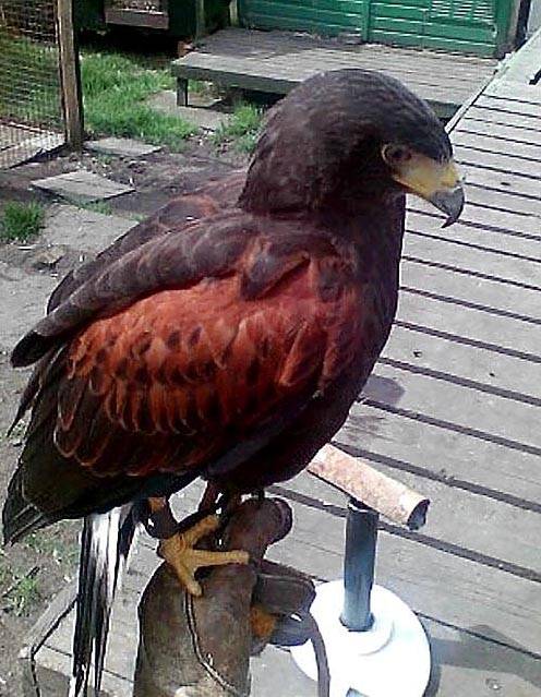 MISSING . . . have you seen this bird? 