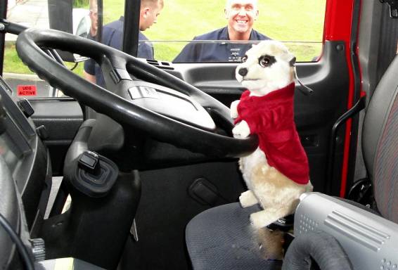 ALEX the meerkat: always ready to lend a hand
