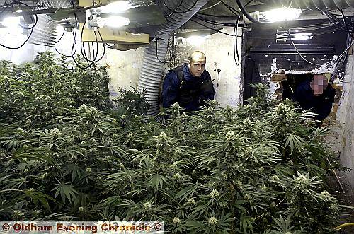 BUMPER crop . . . PC Chris Julien amid the seized cannabis plants which were just about ready to harvest 