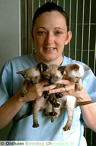THREE’S a crowd . . . trainee veterinary nurse Carly Whyatt with the Siamese kittens 
