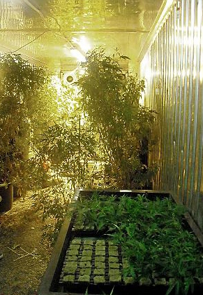 HUNDREDS of cannabis plants were recovered from a farm in Lees 
