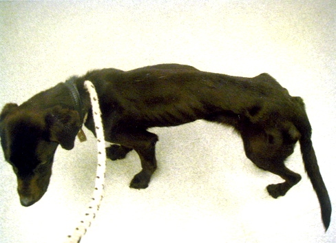 DRASTICALLY underweight . . . Rosie
DRASTICALLY underweight . . . Rosie