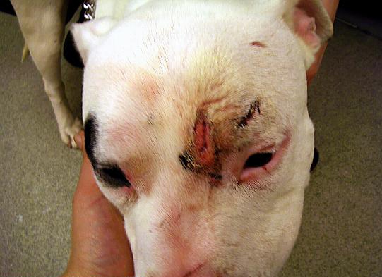 SCARRED . . . Smudge, with the head wounds inflicted by Jermaine Golding
SCARRED . . . Smudge, with the head wounds inflicted by Jermaine Golding