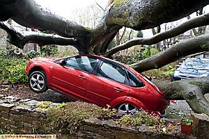 TIMBER: an enormous beech tree smashed into this car and three others when it was uprooted in Uppermill TIMBER: an enormous beech tree smashed into this car and three others when it was uprooted in Uppermill