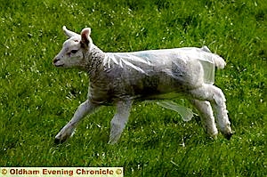 LAMBS at Well i'th Hole Farm, Greenfield wear plastic jackets to keep them dry. 