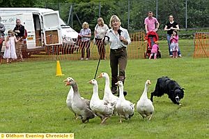 Elaine Hill rounds up geese at the sheep dog display
