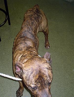 Briscoe: emaciated
Briscoe: emaciated