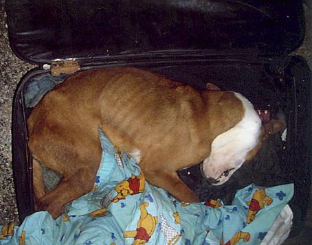 STARVED to death: Bruno in a filthy suitcase
STARVED to death: Bruno in a filthy suitcase