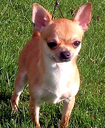 TINY chihuahua . . . Dejacqueray Dick Dastardly, or Dickie for short, is still missing and (inset) little Shannel
TINY chihuahua . . . Dejacqueray Dick Dastardly, or Dickie for short, is still missing and (inset) little Shannel