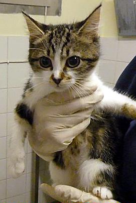 Four-month-old Tabbatha — one of dozens of cats looking for homes Four-month-old Tabbatha — one of dozens of cats looking for homes
