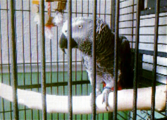 STILL missing . . . Arnie the African parrot 
