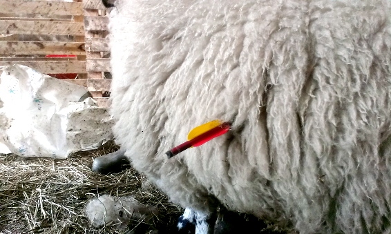 TARGETED . . . the wounded sheep
TARGETED . . . the wounded sheep