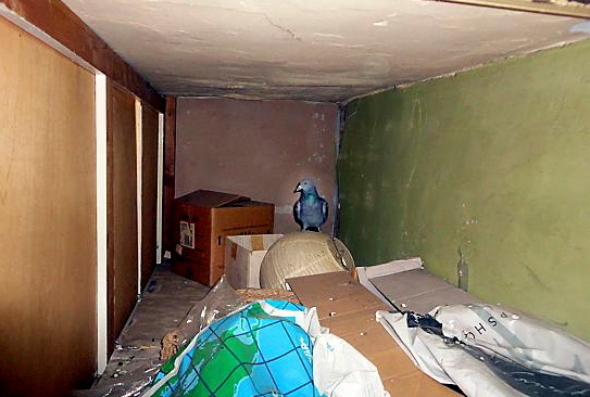 UNWELCOME lodger . . . pigeons were living in the 80-year-old’s home 