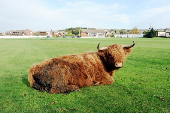 One of the culprits: not for mooving One of the culprits: not for mooving