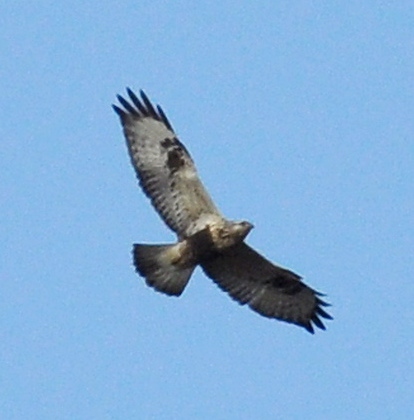 A ROUGH-LEGGED buzzard, pictured over the reservoir A ROUGH-LEGGED buzzard, pictured over the reservoir