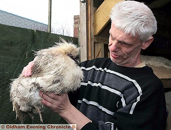 Fitton Hill health and wellbeing centre in Oldham, had a break in by vandals breaking the door to the centres chicken coup. An urban fox from the area later entered the coup left open by the vandals and attacked sixteen of the chickens leaving two of them alive and traumatised by the attack of the fox. John Drydale a centre user checks over one of the remaining chickens. 