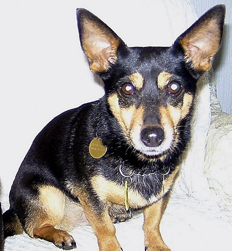 Molly, killed by a bull terrier
Molly, killed by a bull terrier