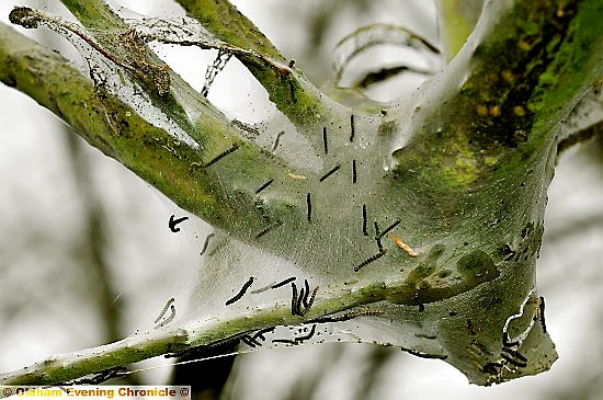 Trees in Assheton Road, High Crompton are covered in cobwebs and thousands of caterpillars.