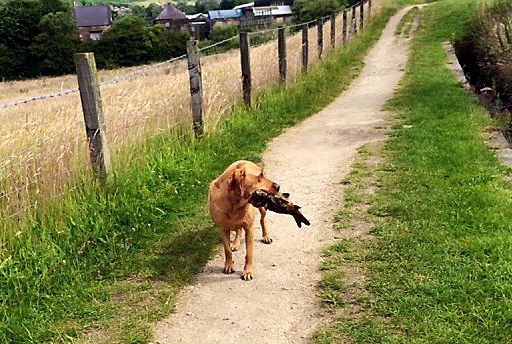 Fish Catching Labrador